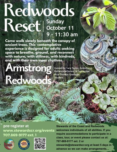 Redwoods Reset: A Contemplative Forest Immersion 1