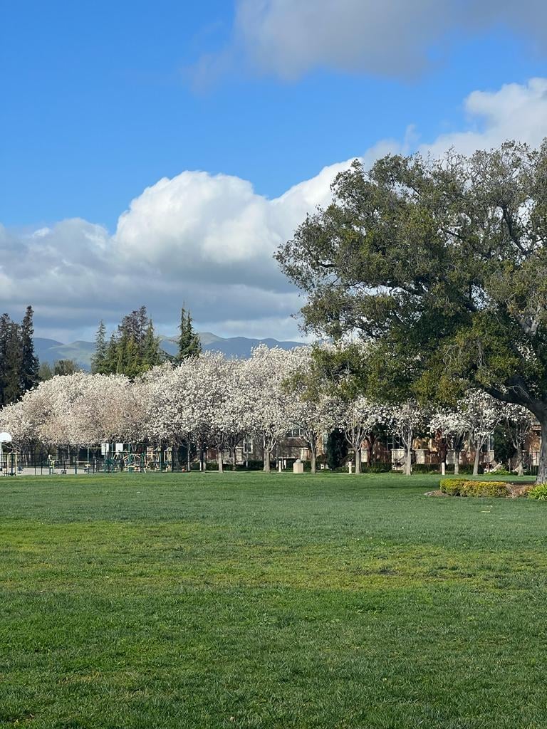 Live Oak Park 1