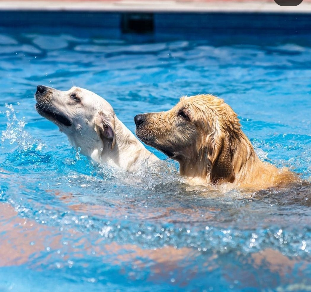 Therpup Dog Boarding 3