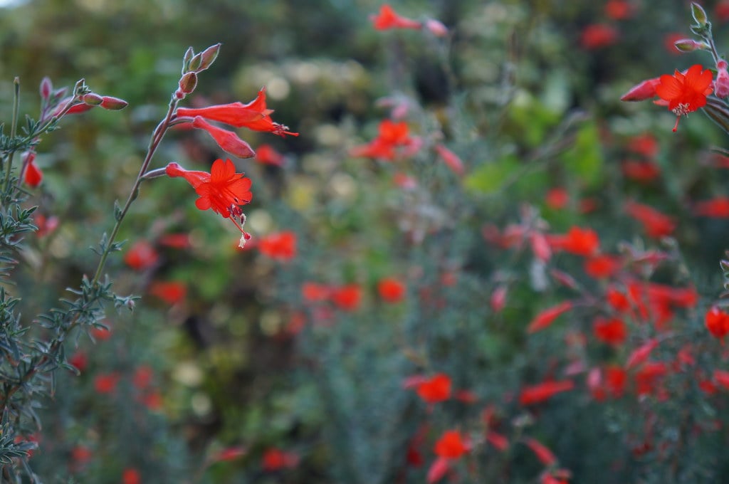 UC Davis Arboretum and Public Garden 3