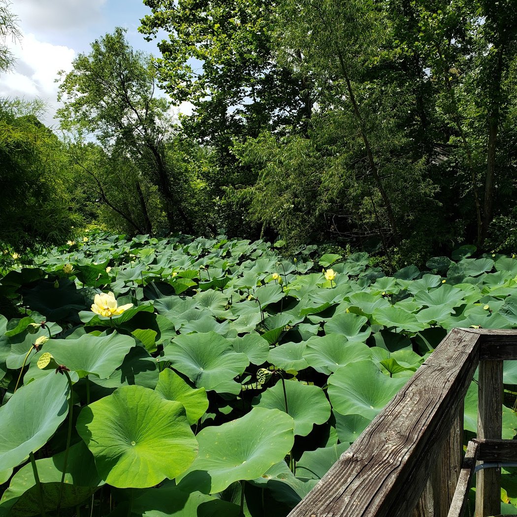Lichterman Nature Center 3