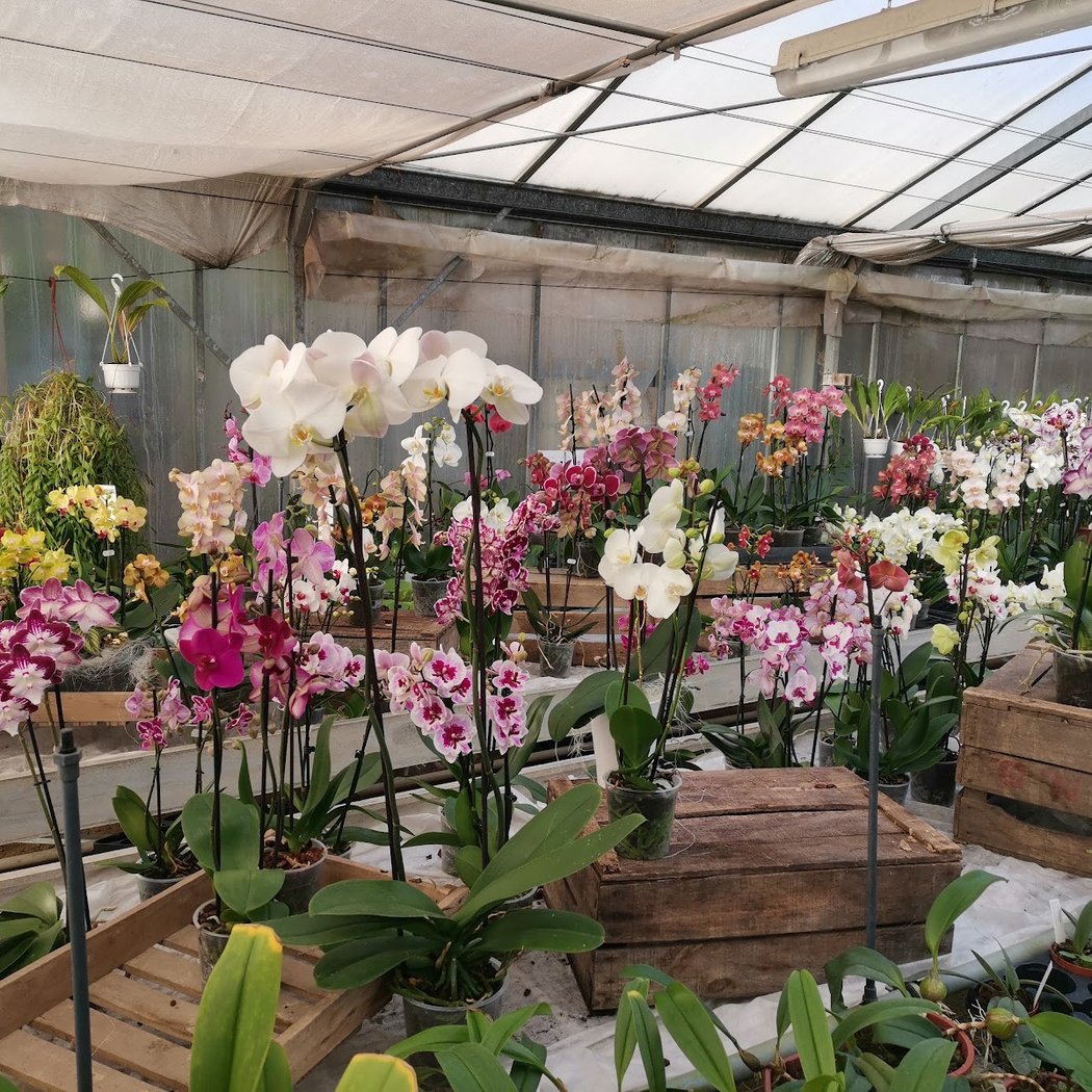 L'Orchidium 1