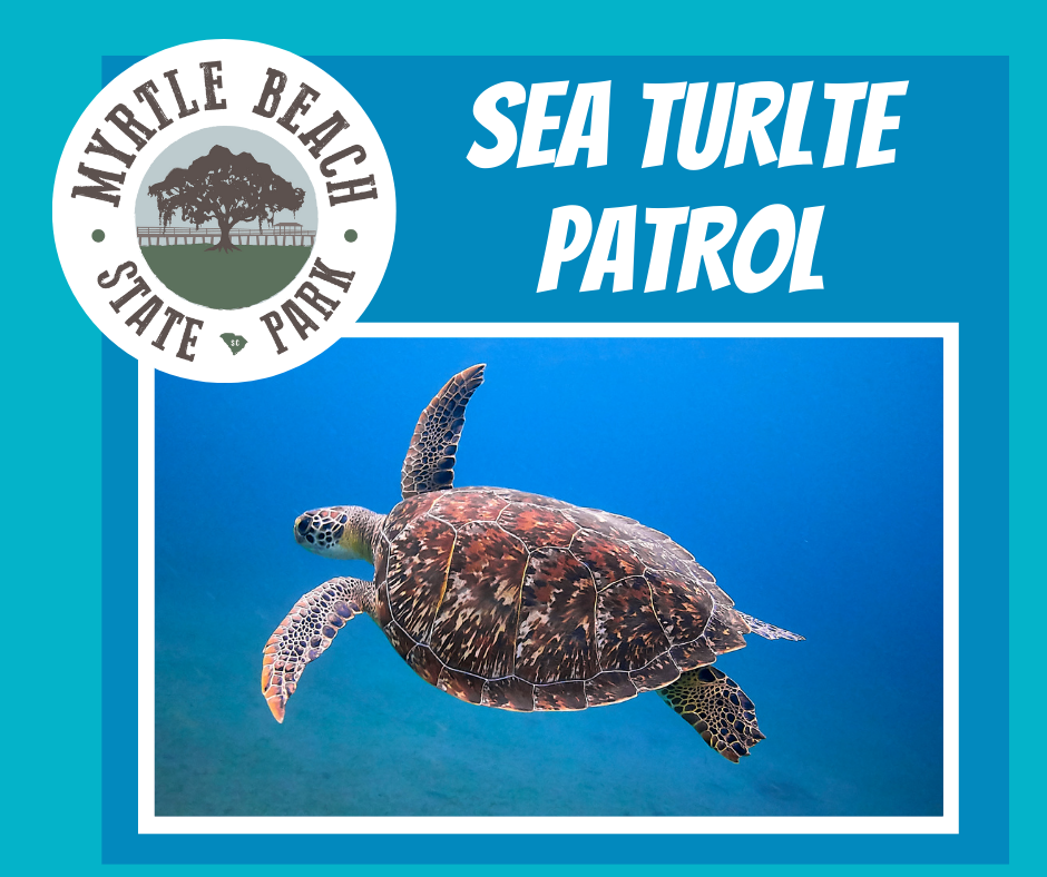 Sea Turtle Patrol 1
