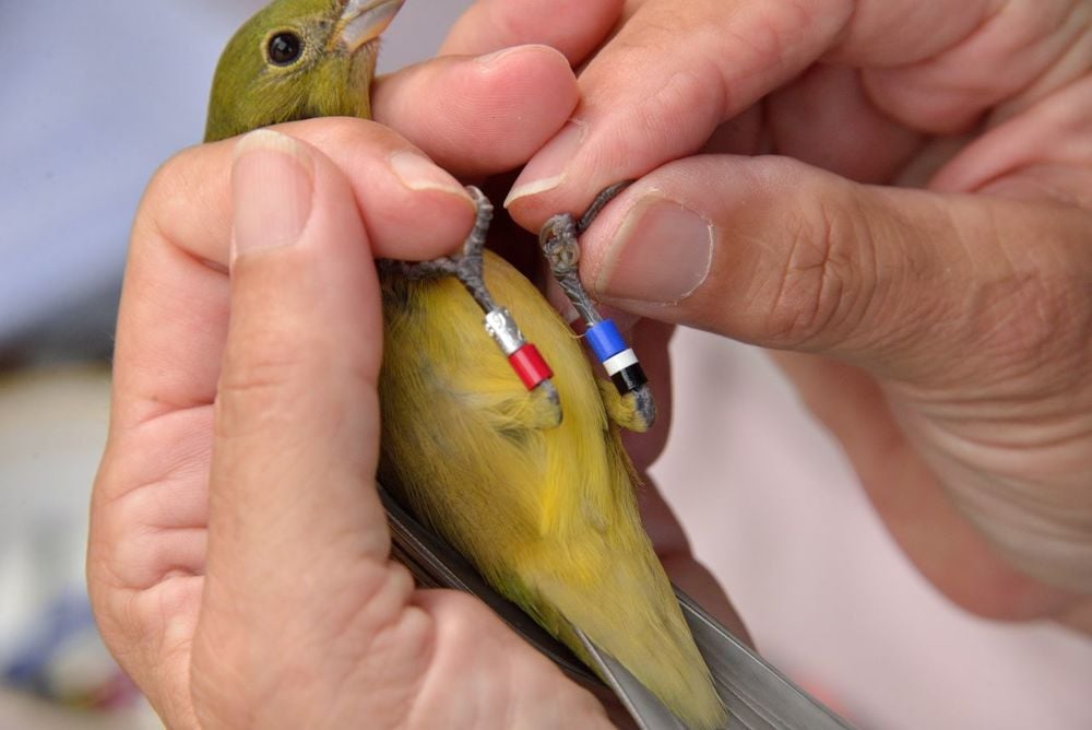 Bird Banding from the Experts 1