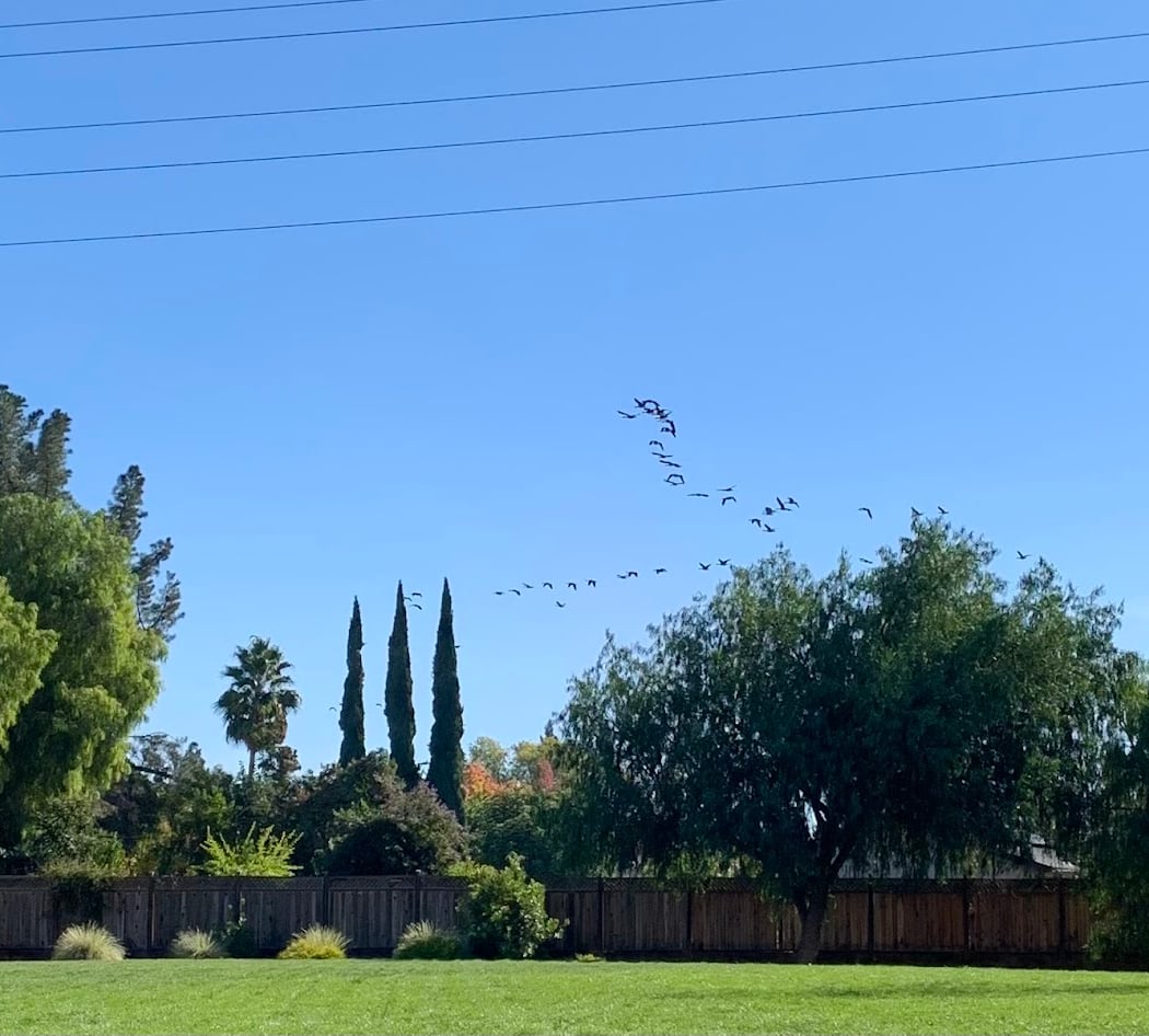 Diablo Shadows Park 3