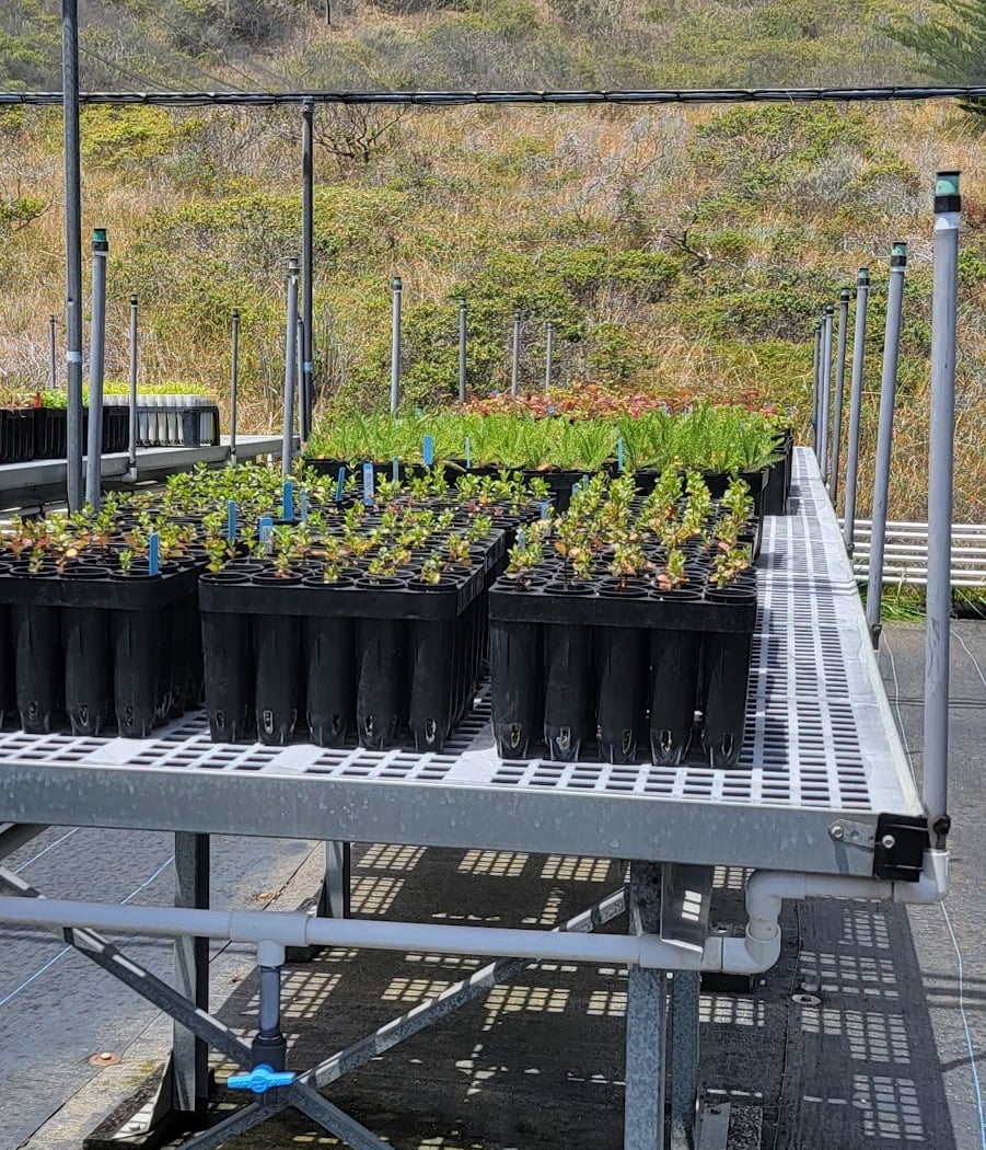 Marin Headlands Nursery Volunteer Event 1