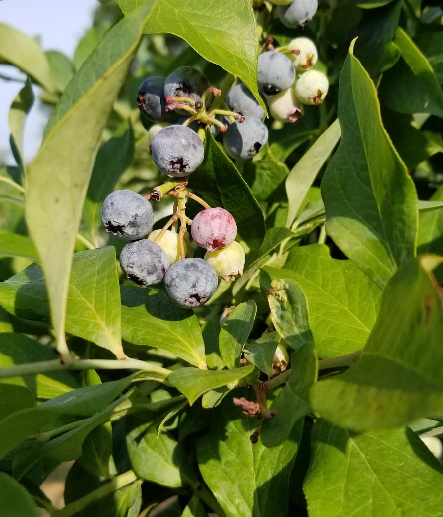 Herndon Hills Farm 3