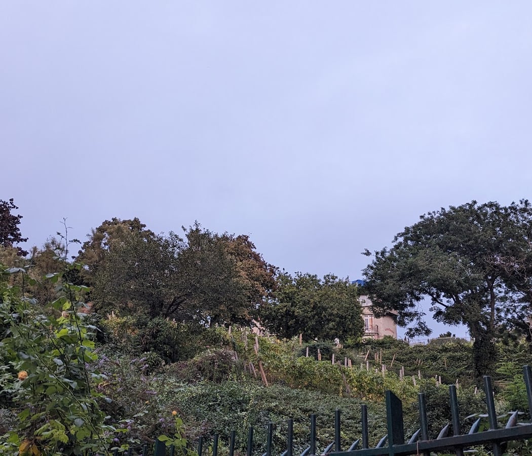 Vigne de la butte Bergeyre 2