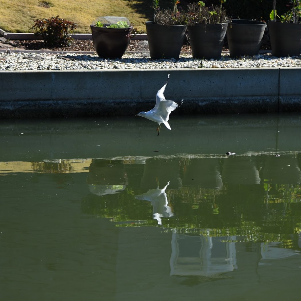 Shorebird Park 1