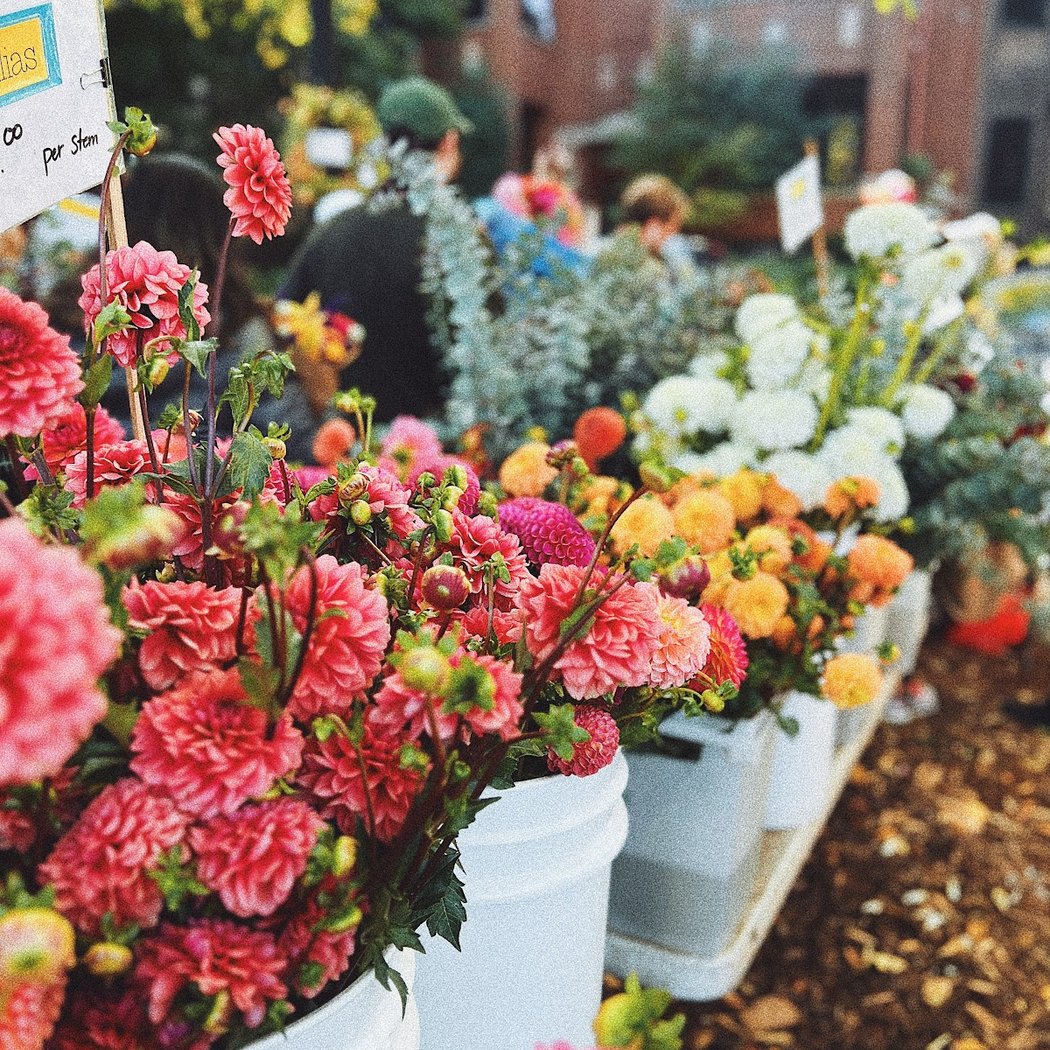 Logan Square Sunday Market 1