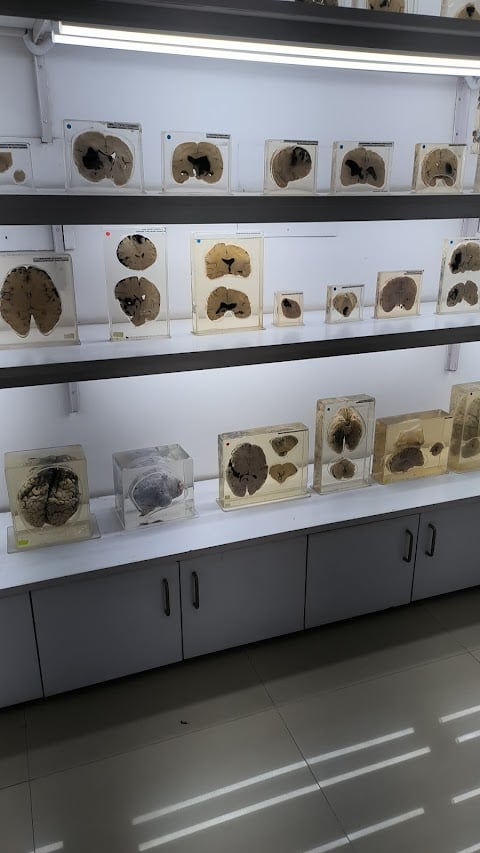 NIMHANS Brain Museum 1