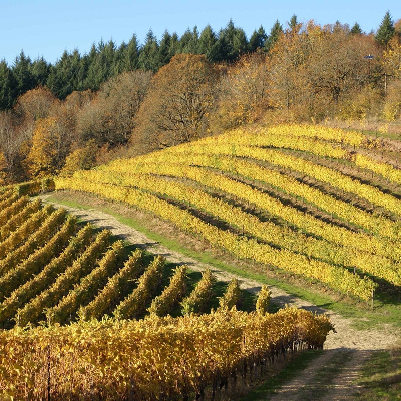 Willamette Valley Oregon Wines 1