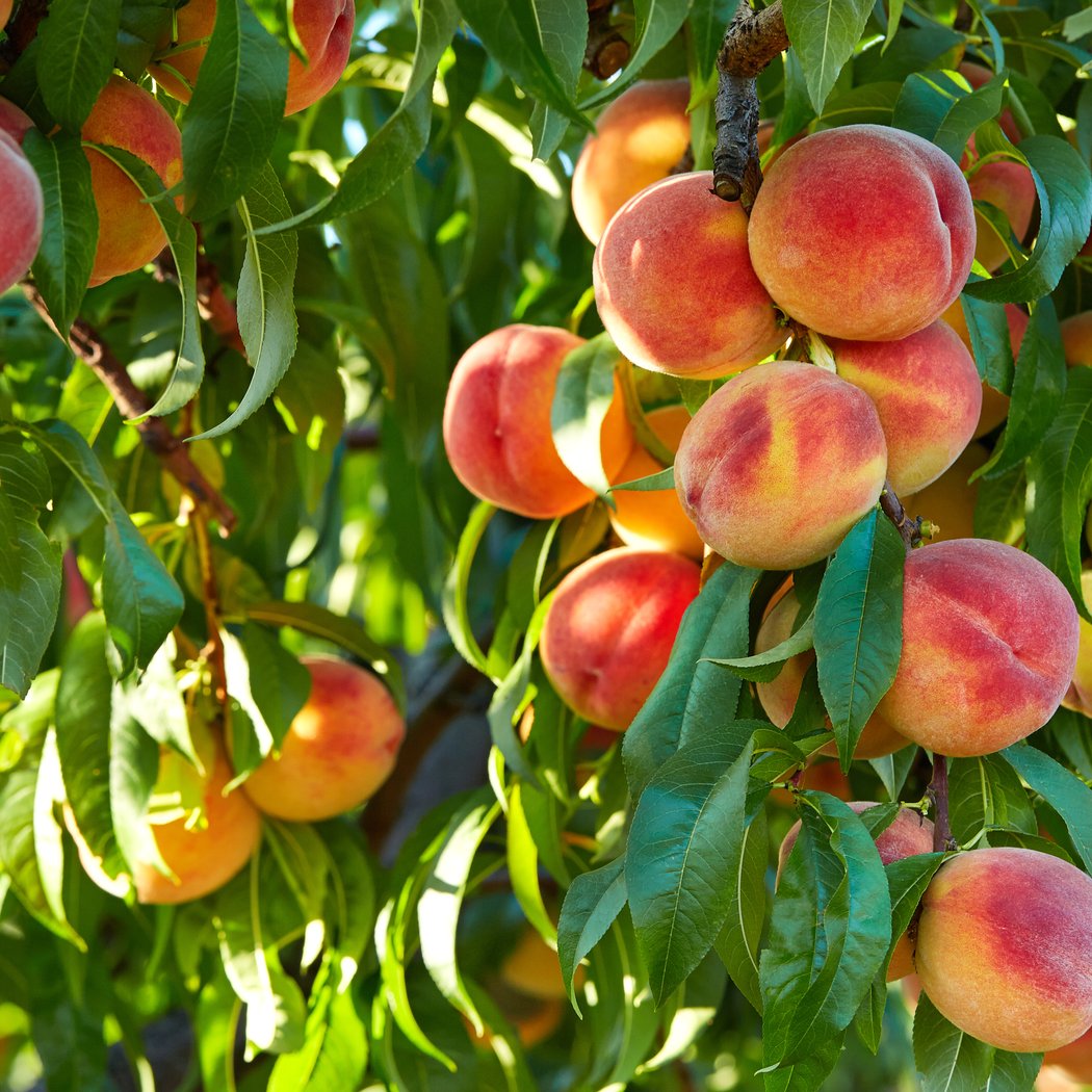 U-Pick Peaches