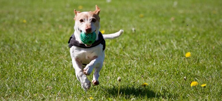 Dog Park | Las Palmas 1