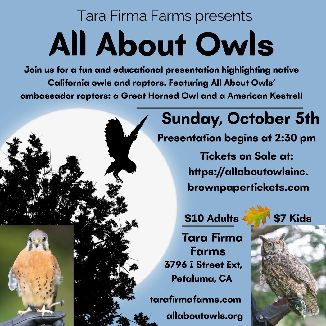 All About Owls 1
