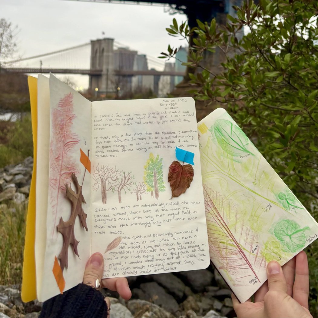 Nature Journaling: Winter Phenology 1