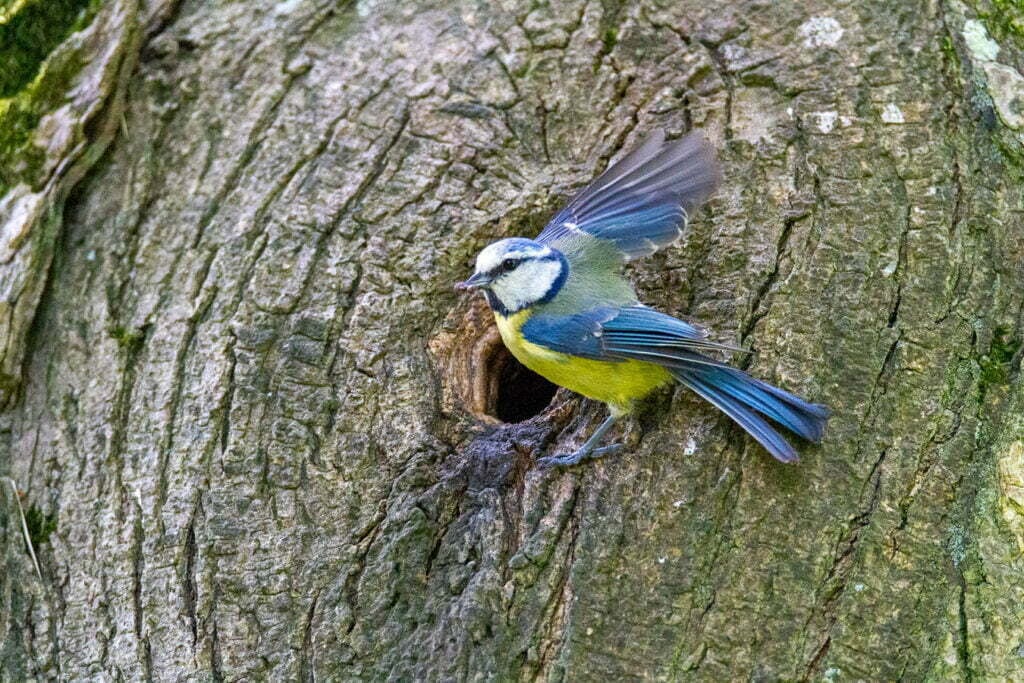 Balade nature sur les chants d’oiseaux 1