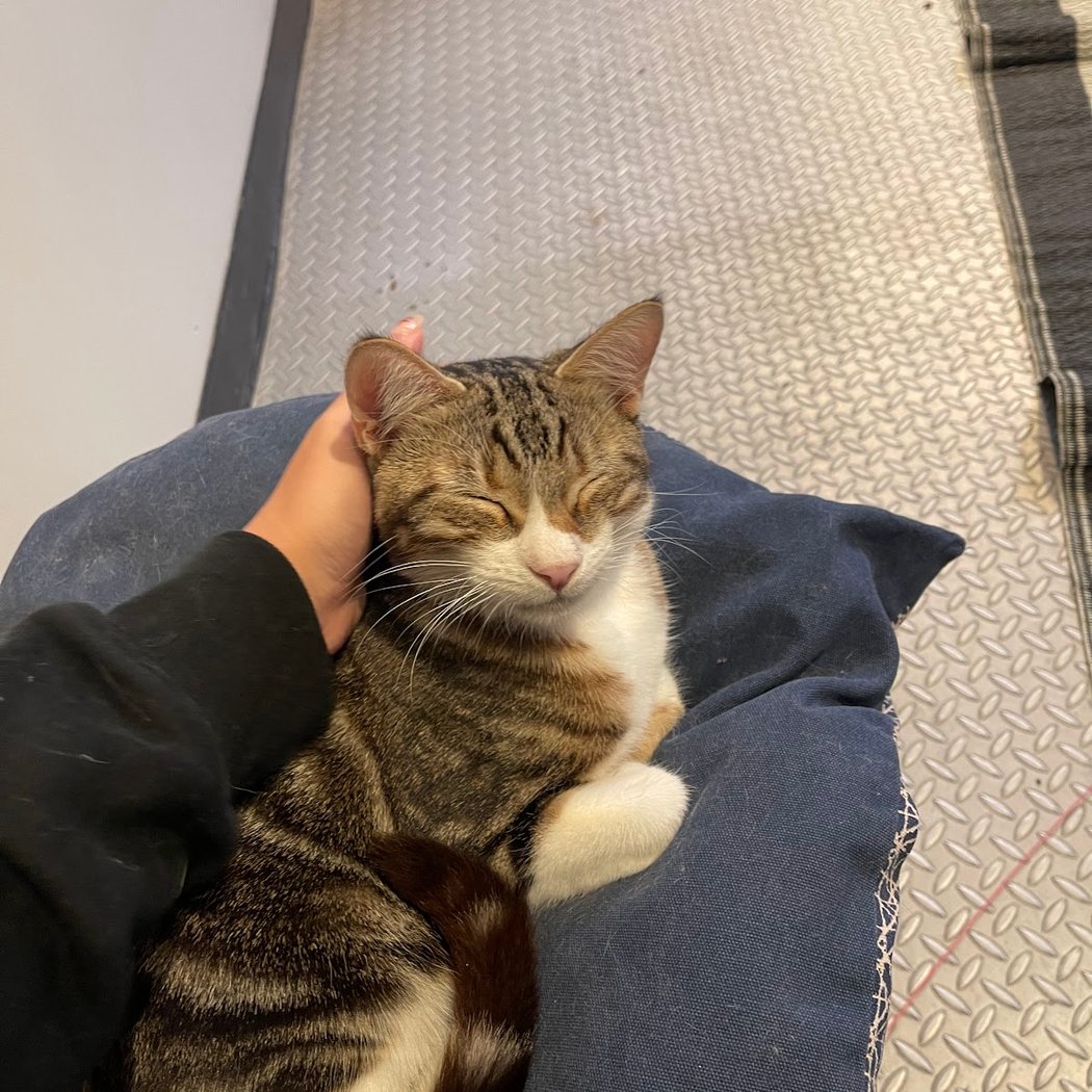 Kitten Lounge 3
