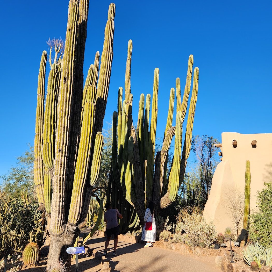 Cactus Cantina 3