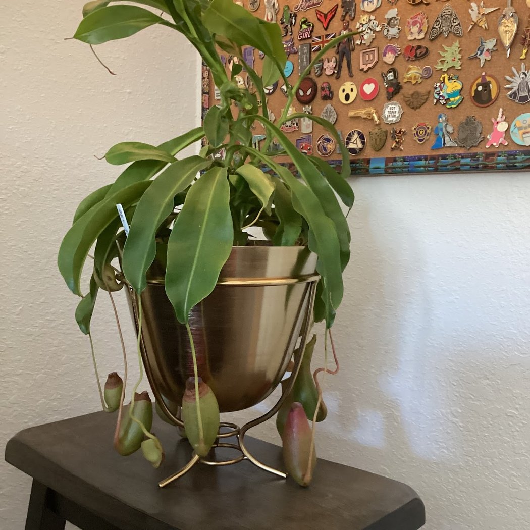 The Plant Lady SF 1
