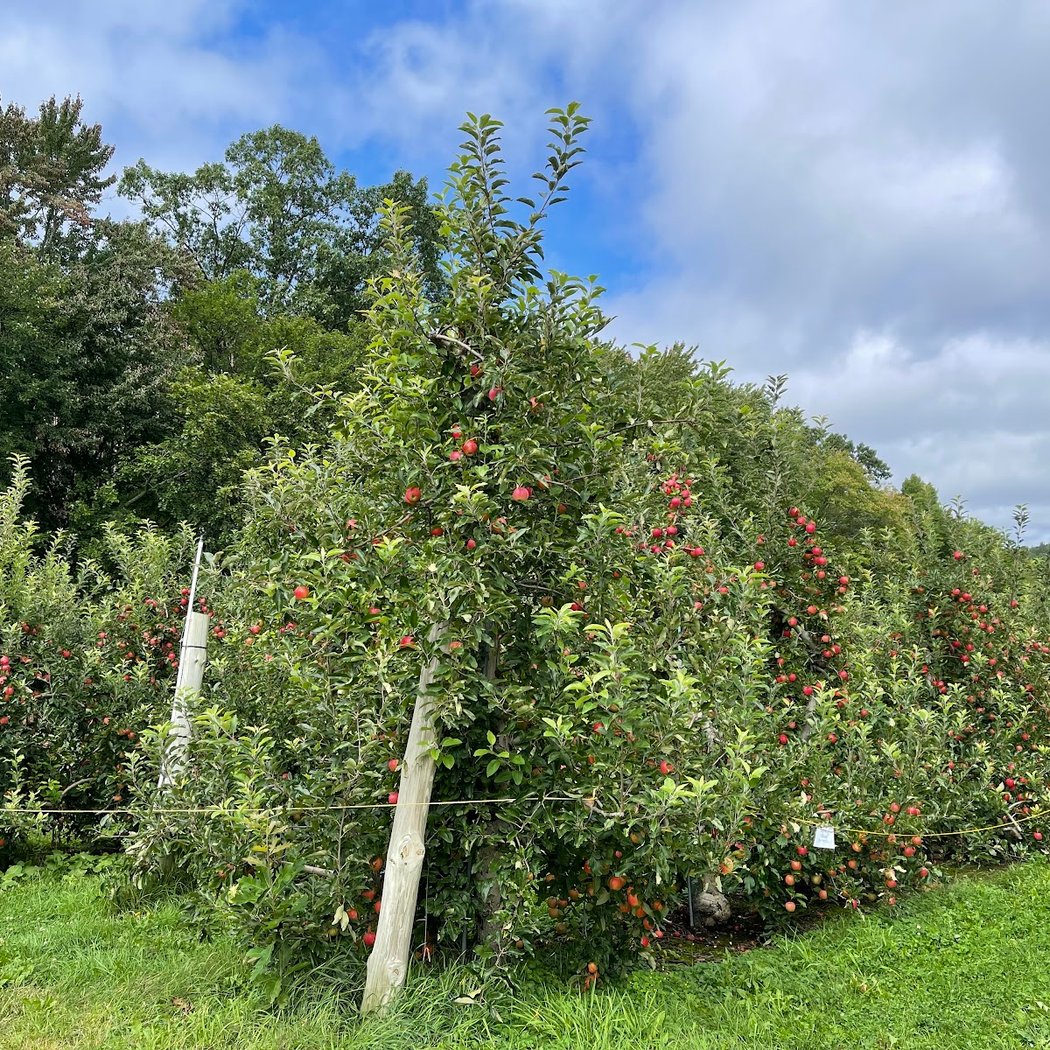 Apple Picking Parties 2