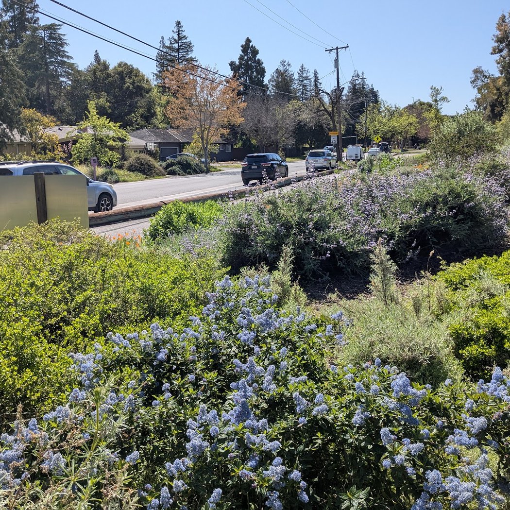 Bol Park Native Garden 1