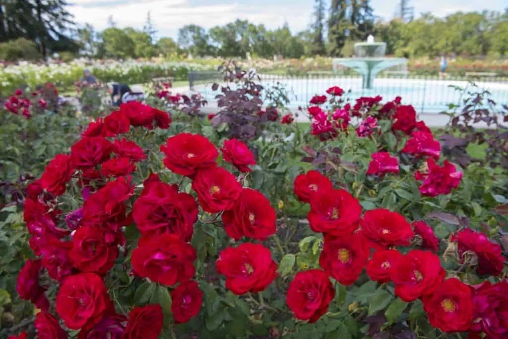 Rose Garden 3