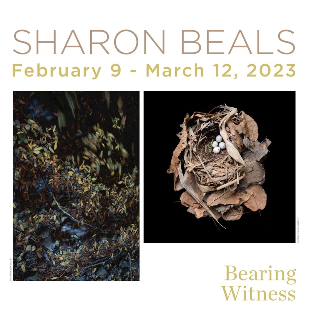 Bearing Witness – Sharon Beals 1