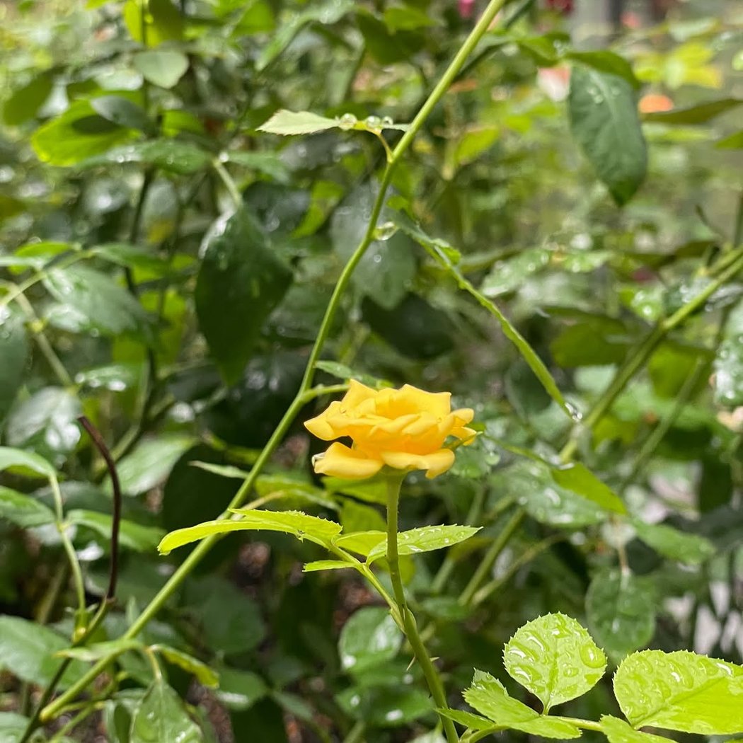 Jardin des refusés 2