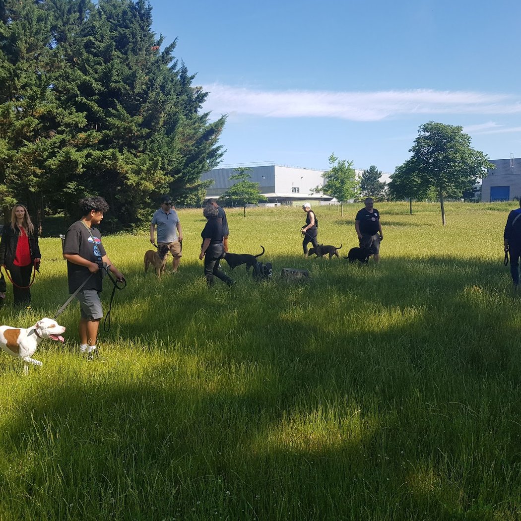 La meute d’Onyx – Educateur comportementaliste canin à Sartrouville et ses alentours 2