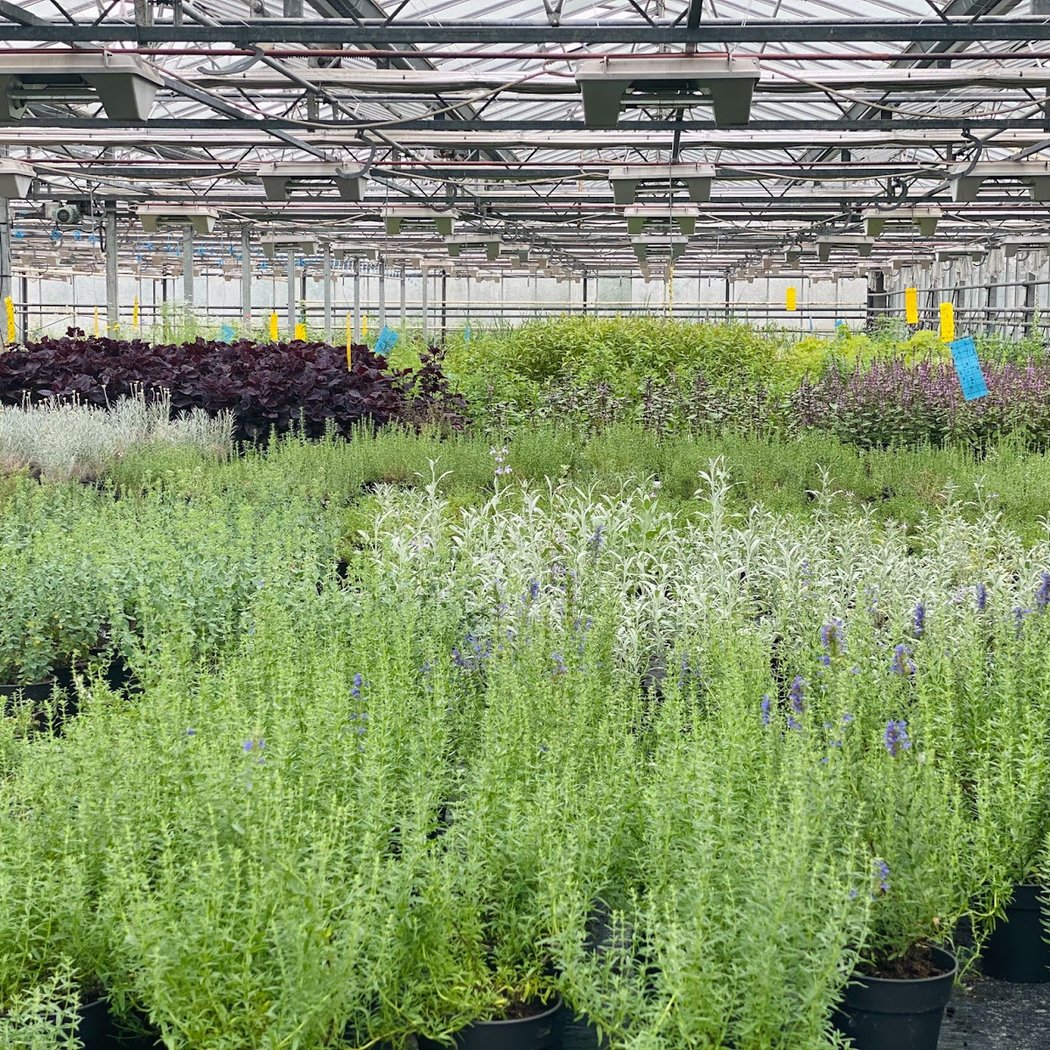 Serre aromatique à Lille - vitaminherb 3