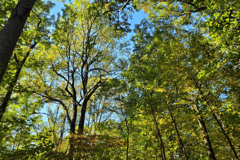 Tree Identification Walk 2