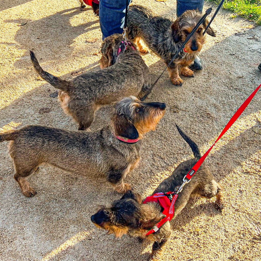 Paris Sausage Walk 2