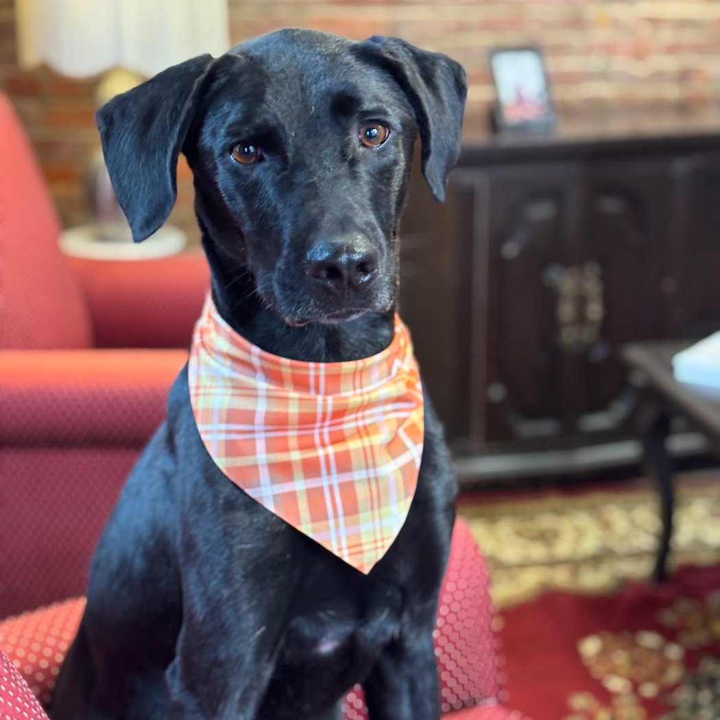 Downward Dog – Yoga with Pups!
