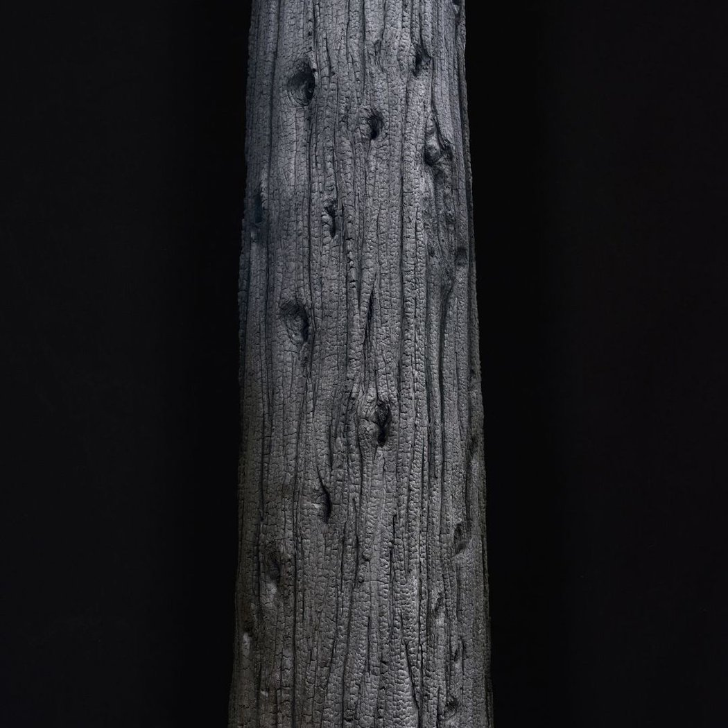 Natural Light/Symbiosis 1