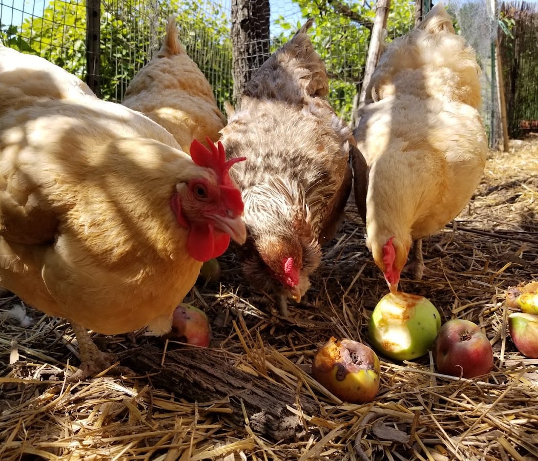 June Collective Garden Volunteer Day 1