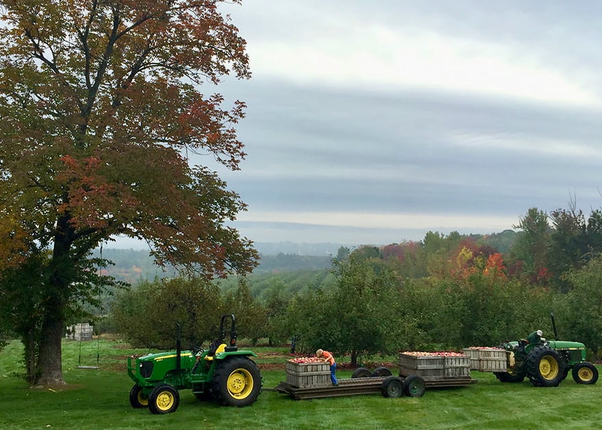 Apple Picking at Meadowbrook Orchards 2