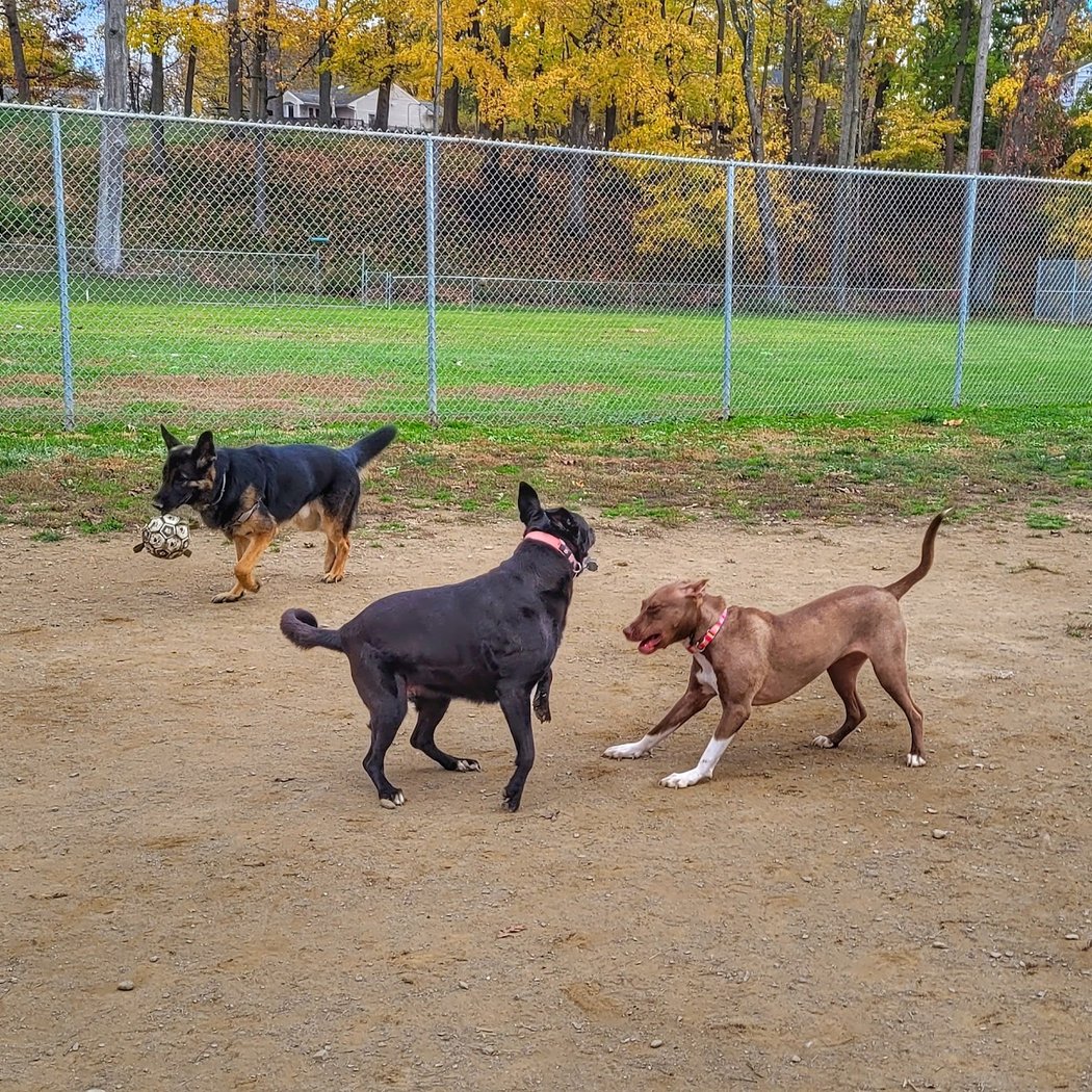 J Tracy Hermann Memorial Dog Park 1