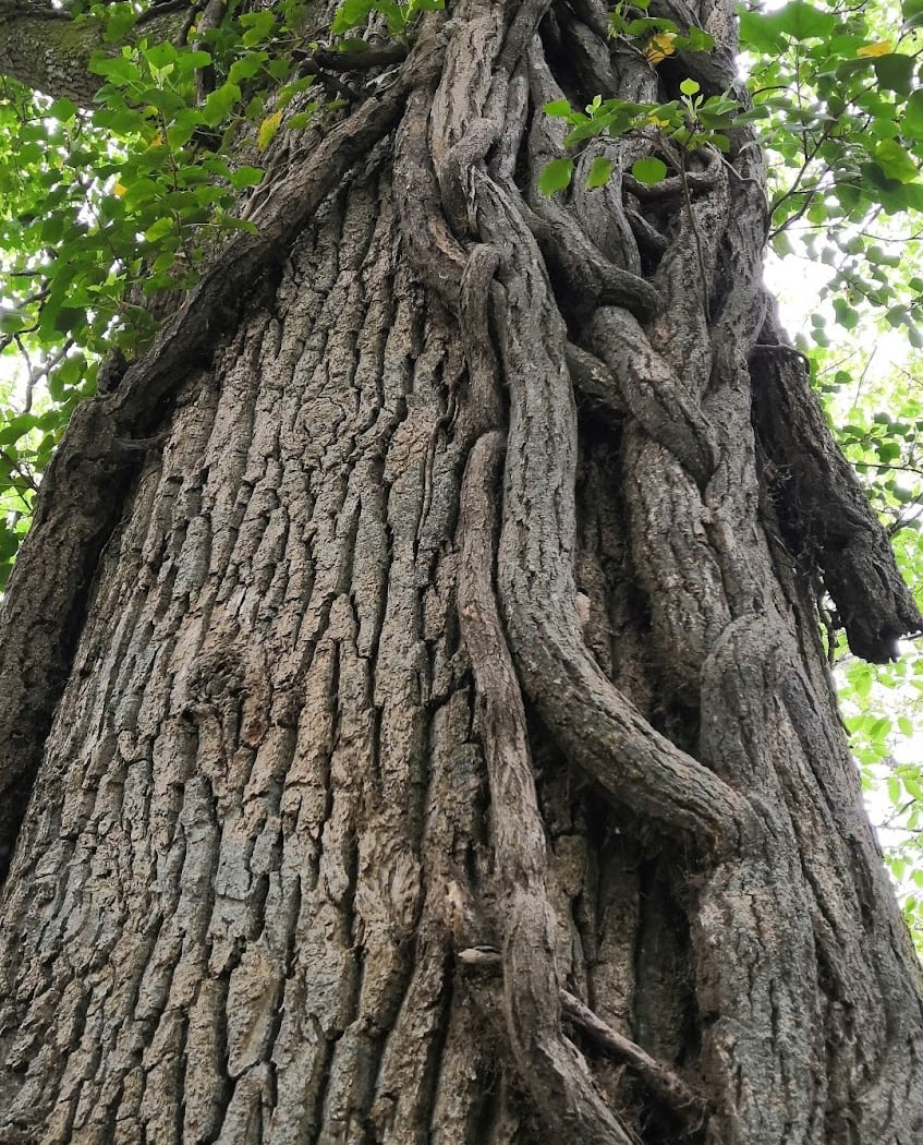 Forêt Domaniale du Gâvre 3