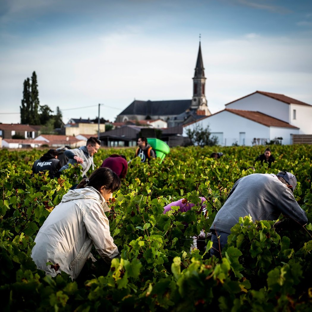 Domaine de l'Ecu 3