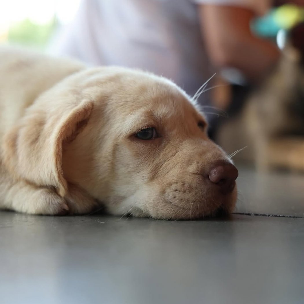 Golden Retriever x Poodle Puppy Yoga 3