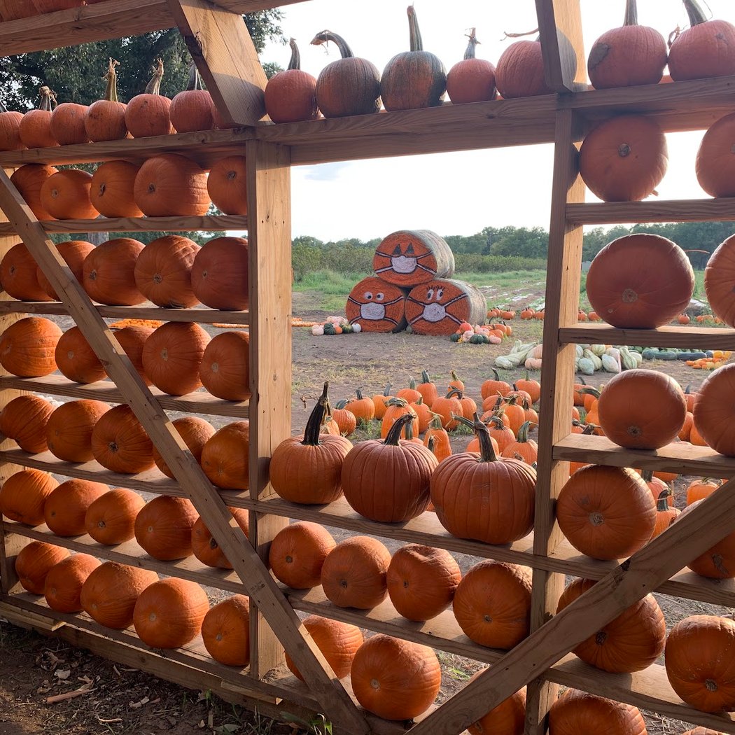 Pumpkin Patch 2
