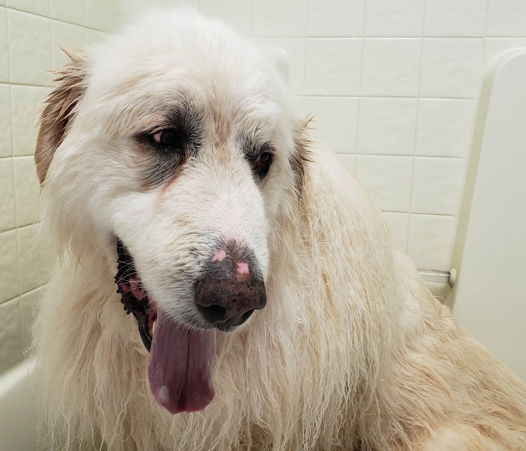 Rub-A-Dub Dog Bath 2