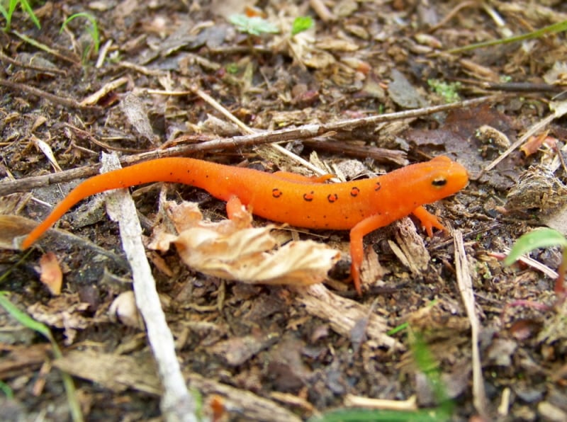 Pocono Environmental Education Center 3