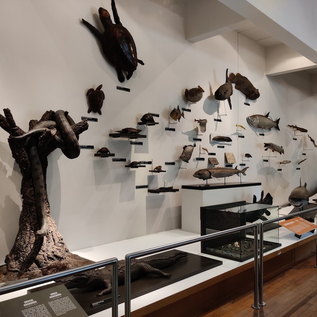 Muséum-Aquarium de Nancy 3