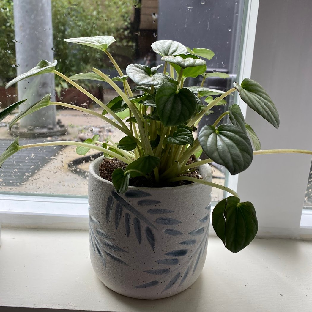 SF Plants 3
