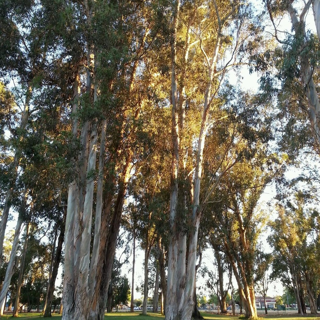Shirley Sisk Grove 1