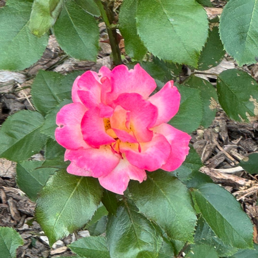 Rose Garden 1