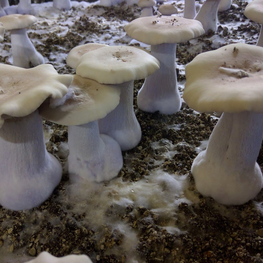 S.A.S LES CHAMPIGNONS DE CUSSANGY 1