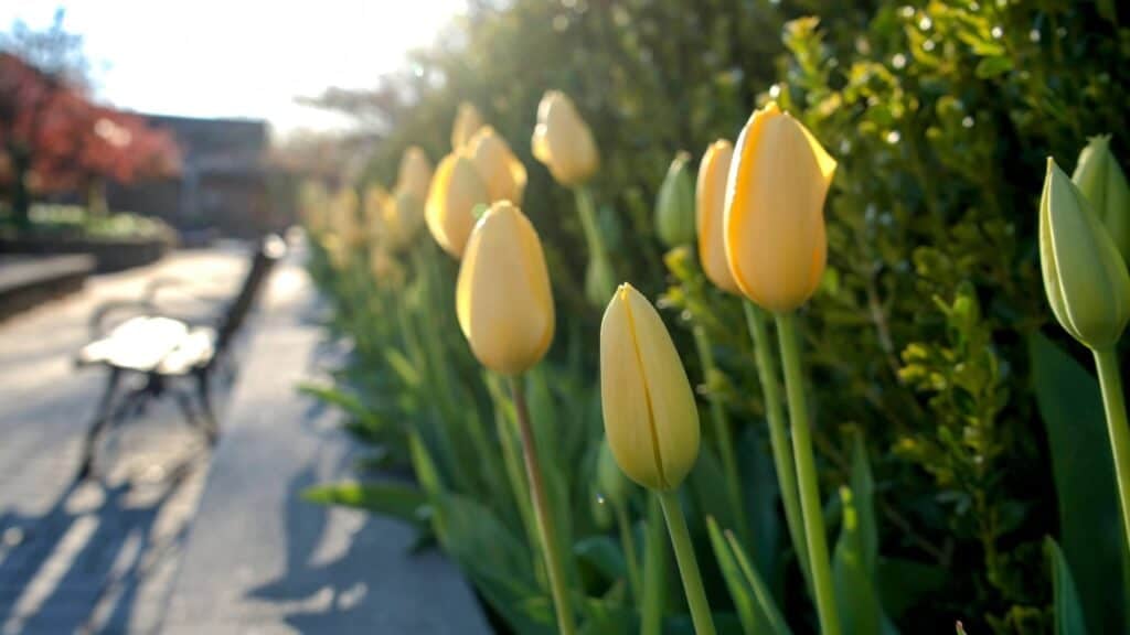 Orange County Arboretum 1